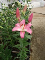 [5196 Brusago VH No01.JPG]